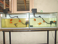 photo:Magic Mineral Aquarium Purification